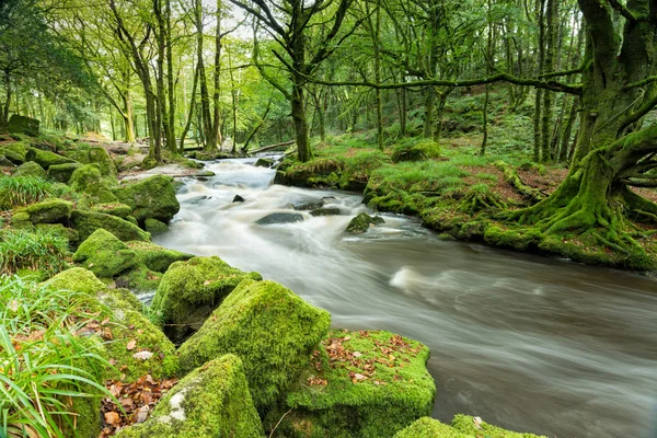 Magiska skogen floden — Stockfoto