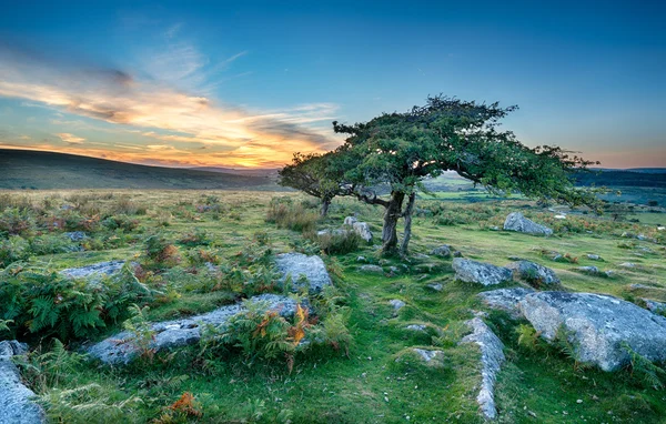 Rozcuchaný stromy na Dartmoor — Stock fotografie