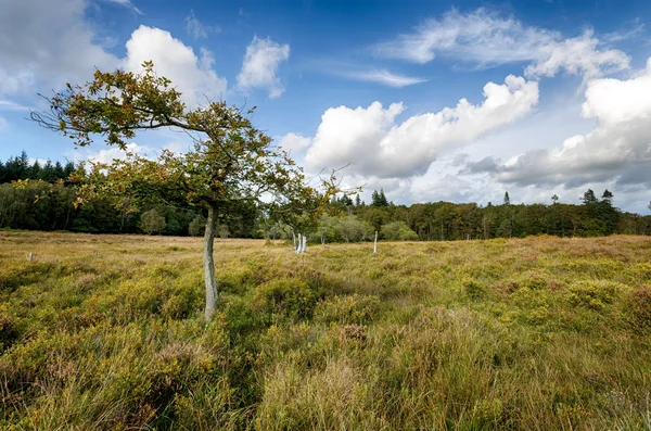 The New Forest — Stock Photo, Image