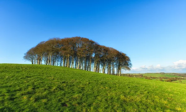 Trees on a Hill — Stock Photo, Image