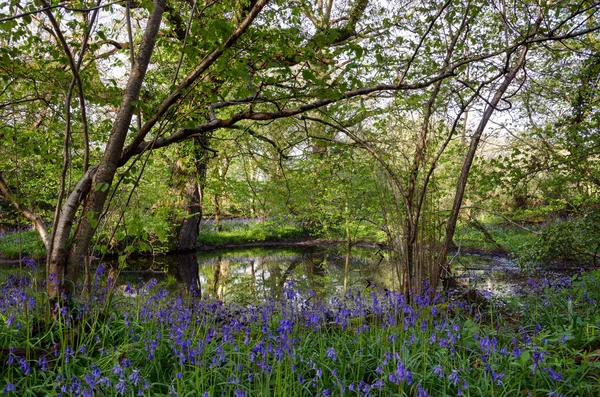 Bosques de Bluebell — Foto de Stock