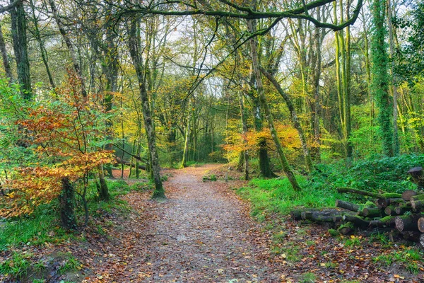 Autumn Woodland Path — Stock Photo, Image