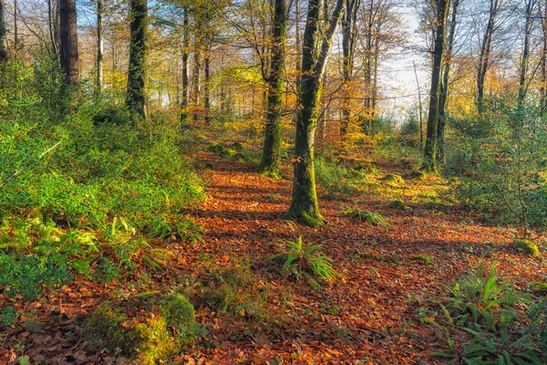 Podzimní lesy v Cornwallu — Stock fotografie