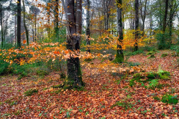 Podzimní lesy — Stock fotografie