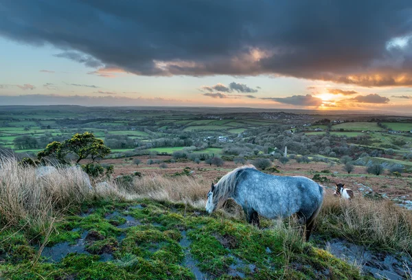 Ponies on Bodmin Moor — Stock Photo, Image