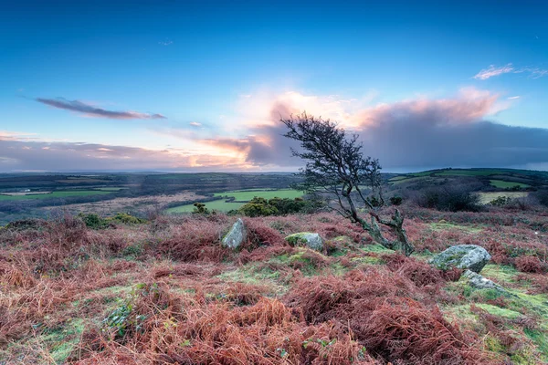 Windswept Tree on Helman Tor — Stock Photo, Image