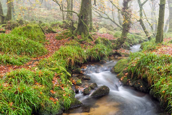 Arroyo forestal — Foto de Stock