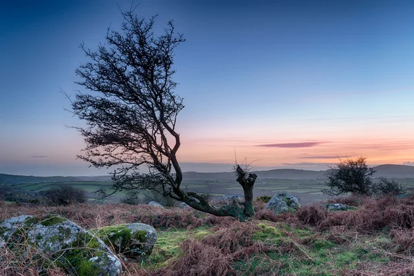 Heide zonsondergang — Stockfoto