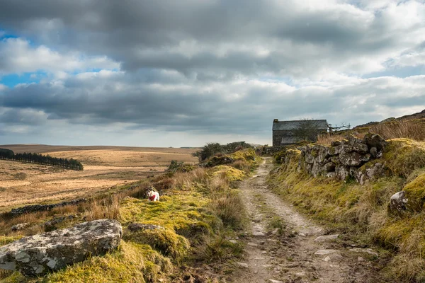 Bodmin Moor — Stock Photo, Image