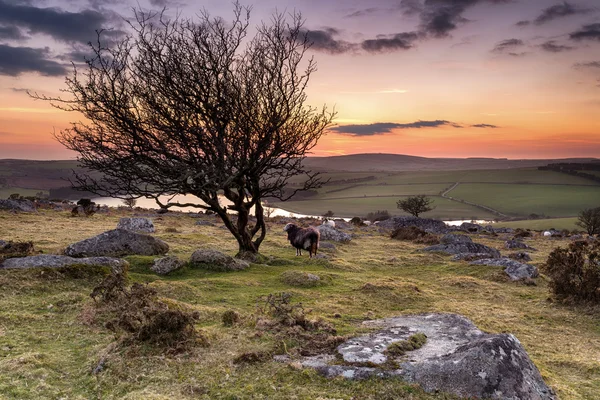 Soumrak na Bodmin Moor — Stock fotografie