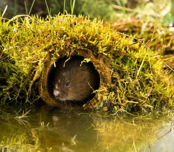 Vodního hraboše — Stock fotografie