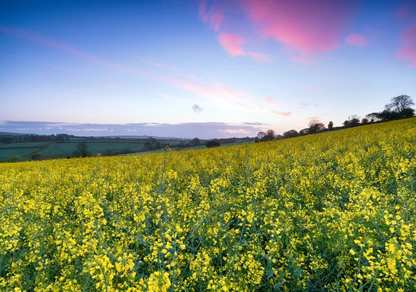 Nascer do sol sobre campos de sementes de mostarda — Fotografia de Stock