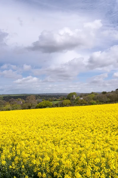 Champs de colza jaune — Photo