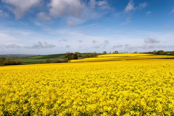 Keltaiset pellot — kuvapankkivalokuva