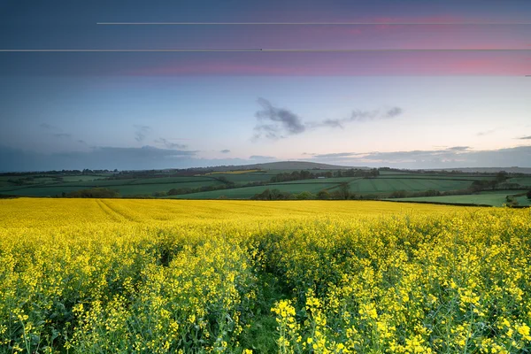 Campi di colza — Foto Stock