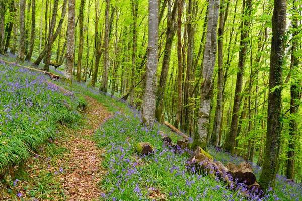 Bluebell ξύλα στην Κορνουάλη — Φωτογραφία Αρχείου