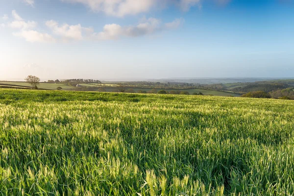 Campo inglês — Fotografia de Stock