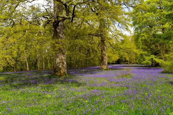 Blauglockenwiese — Stockfoto