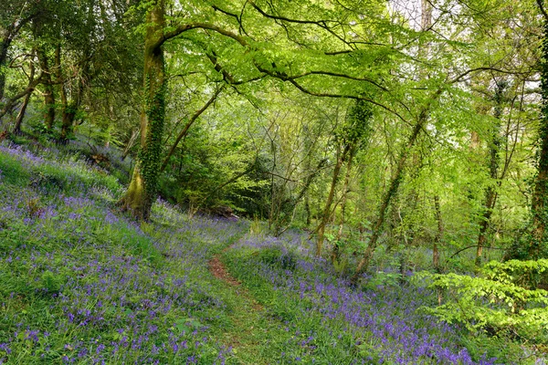 Cornish Bluebell Woods — Stock Photo, Image