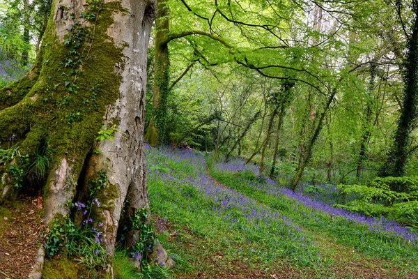 Bosques de Bluebell — Foto de Stock