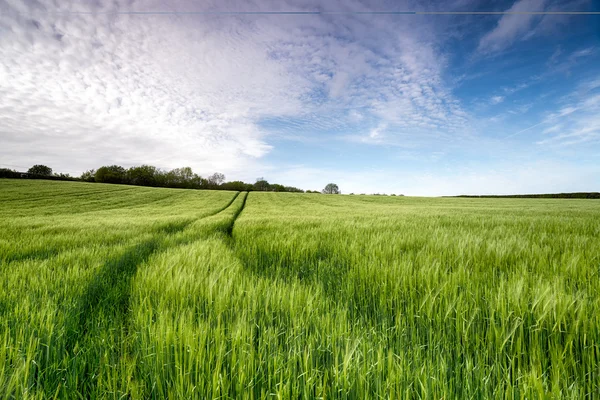 Campo de cebada —  Fotos de Stock