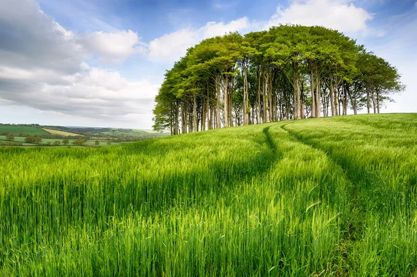 Copse of Trees in Barley Field — Stock Photo, Image