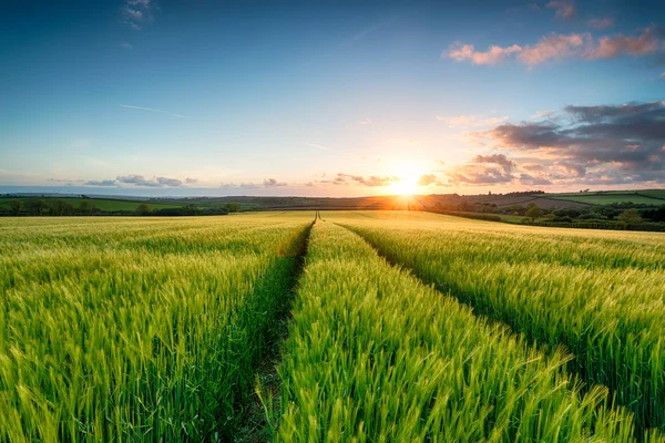 Sonnenuntergang über Gerstenfeldern — Stockfoto