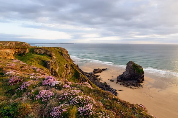 Tappeto Sea Thrift — Foto Stock