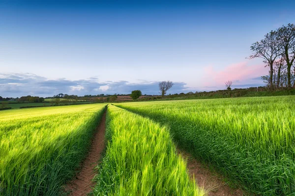 Campo de cebada al anochecer —  Fotos de Stock