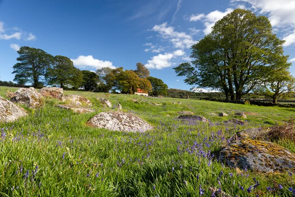 Dartmoor üzerinde emsworthy Mire — Stok fotoğraf