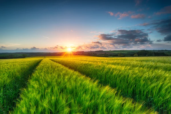 Cornwall rural — Fotografia de Stock