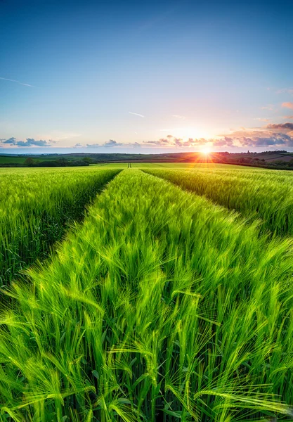 Campagna della Cornovaglia — Foto Stock