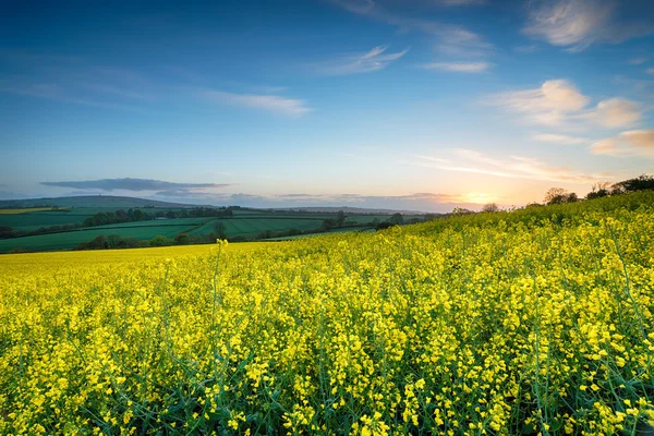 Campi Rapesseed — Foto Stock