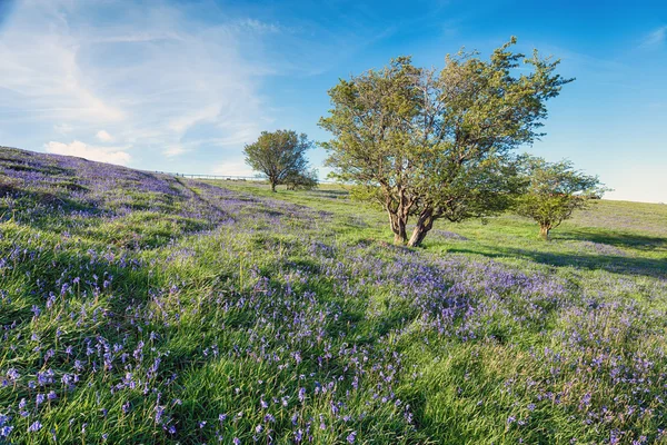 Bluebells a Dartmoor-on — Stock Fotó