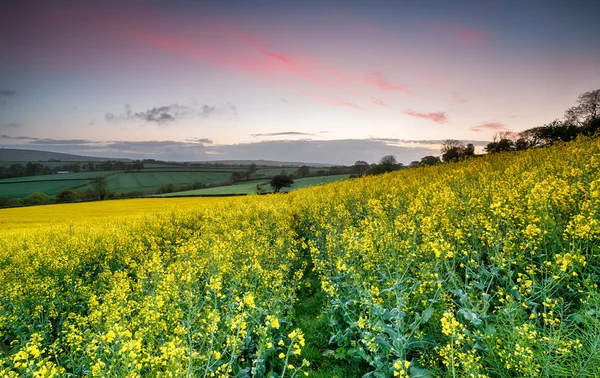 Sonnenaufgang über Rapsfeldern — Stockfoto