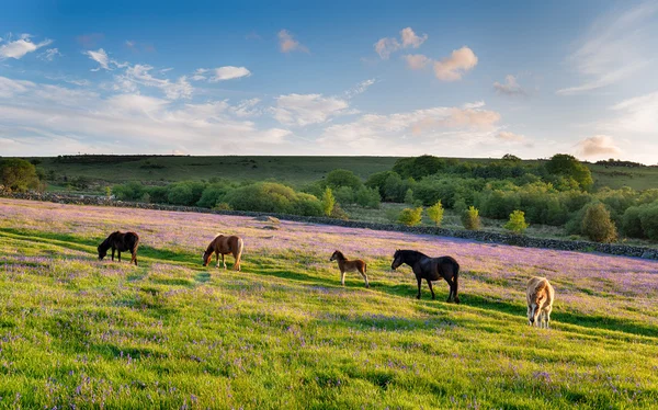 Dartmoor poníků — Stock fotografie