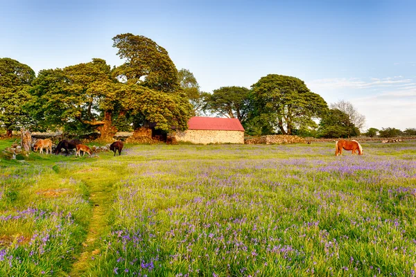 Bluebells di Emsworthy Mire — Stok Foto