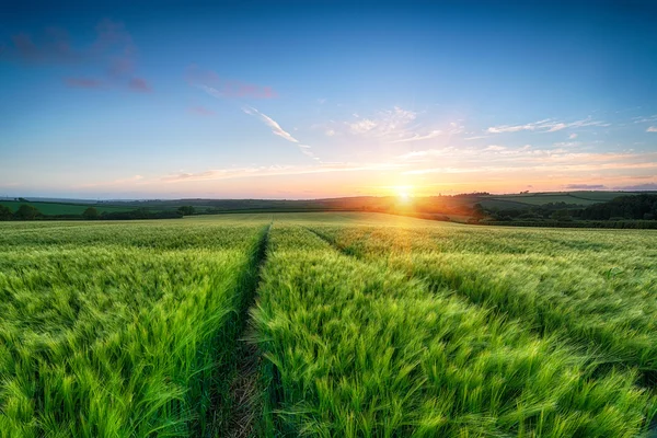 Tramonto del campo di orzo — Foto Stock