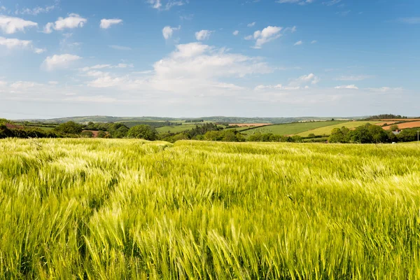 Cornish platteland in de zomer — Stockfoto