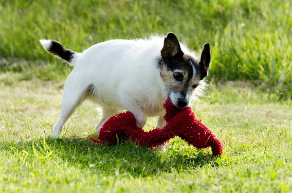 Dog with Toy — Stock Photo, Image