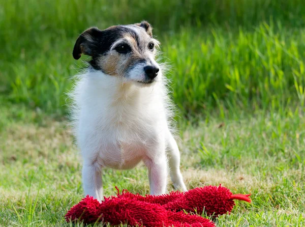 Hond met speelgoed — Stockfoto