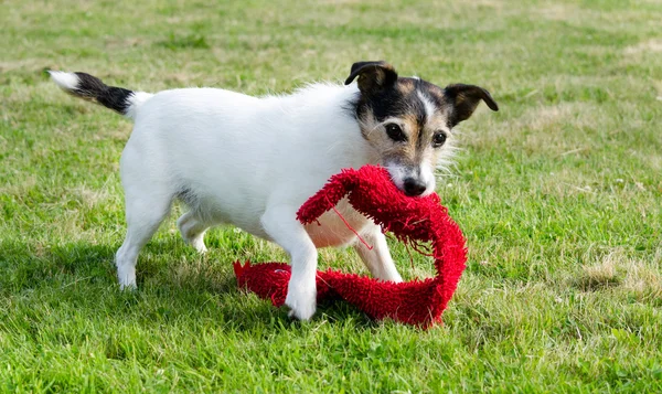 Dog Playing With Toy — Stock Photo, Image