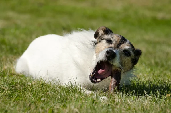 Proboszcz Jack Russell Terrier — Zdjęcie stockowe