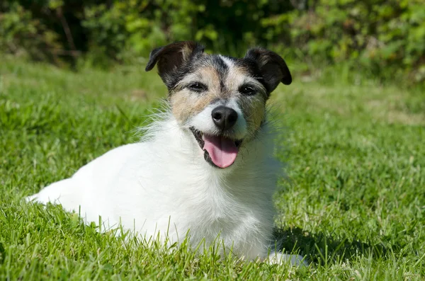 Lachende Jack Russell Terriër — Stockfoto