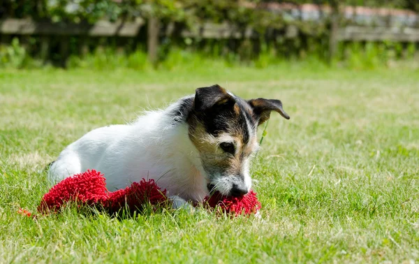 草地上的狗 — 图库照片