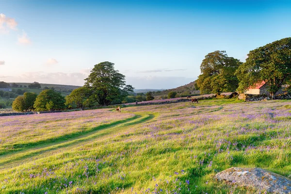 Letní večer na dartmoor — Stock fotografie