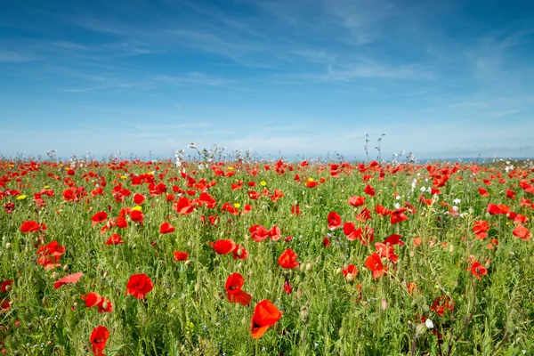 Poppy Field Background Blur — Stock Photo, Image