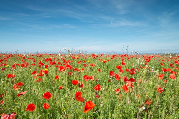 Mohnfeld mit verschwommenem Hintergrund — Stockfoto