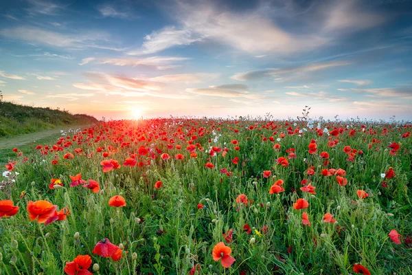Poppy Fields in Cornwall — Stock Photo, Image