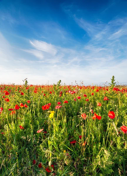 Wildblumenwiesen — Stockfoto